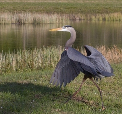 Great Blue Heron _0066