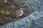 Purple Sandpiper