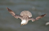Fulmar