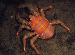 Galathea strigosa