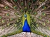 Peacock Display
