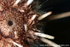 IDD003: Cidaris mouth