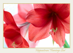 Hippeastrum 'Flamingo Star' 2