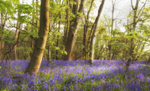 Bluebells - Brightwell - Suffolk