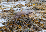 Otter - Lutra lutra