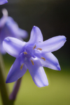 Bluebells-2598-S