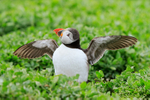 Puffin flapping wings, Inner Farne