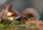Red squirrel