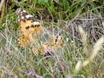 DSC00163