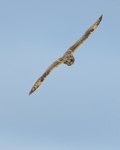Short-eared Owl flying, Hawling, Gloucestershire