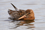 Black-tailed Godwit standing in deep water