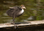 Coot