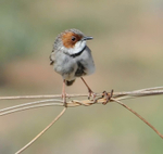 Rufous-eared Warbler