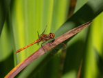 Common Darter