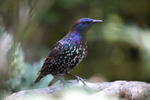 Starling, Sturnus vulgaris_ST_0014