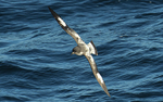 Cape Petrel