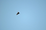 Spanish Imperial Eagle