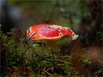 Fly Agaric