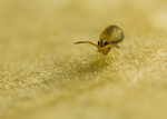 Sminthurinus aureus