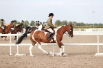 Class 215 Ridden Hack/ Riding Horse portfolio