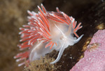 Fjordia sp.