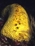 Cliona celata