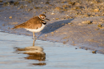 Killdeer