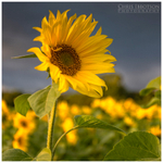 Little Ray of Sunshine, Portglenone (IMG0796)