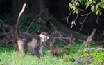 White-collared mangabey