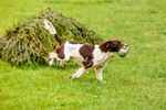 Springer Spaniel-IMG_7570