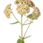Large Sedum (Sedum maximum)
