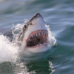 Great White Shark showing teeth, Mossel Bay, South Africa