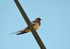 Swallow