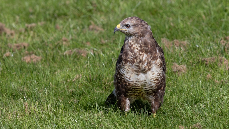 Common Buzzard - Gigrin Farm - Wales