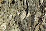 Fossil 0134