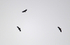 White-tailed Eagles