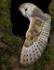 BARN OWL / REF BO 3