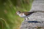 Common Sandpiper
