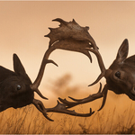 Digital - Gold - John Powell - Head to Head