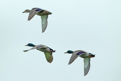 Three Flying Ducks