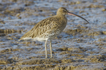 Curlew