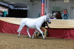 Class A - Junior Champ 10yr and Under portfolio