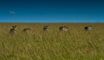 Zebra Line