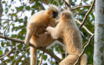 Golden Langur