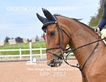BPP_2552