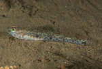 Pomatoschistus norvegicus