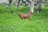 Roe Deer