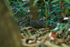 Great Tinamou in forest, Osa Peninsula, Costa Rica