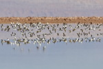 Flock of Baird's Sandpipers, Chaxa, Chile