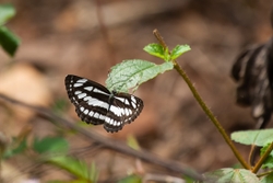 Common Sailor Upperside